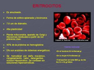 ERITROCITOS Es anucleado Forma de esfera aplanada y