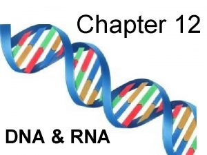 Chapter 12 DNA RNA 12 1 DNA Deoxyribonucleic