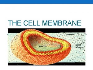 THE CELL MEMBRANE The Cell Membrane The cell