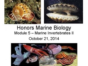 Honors Marine Biology Module 5 Marine Invertebrates II