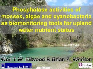 Phosphatase activities of mosses algae and cyanobacteria as