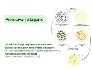 Preiskovanje knjinic bakterijske kolonije prepivnamo na membrano bakterije