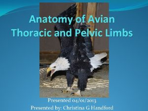 Anatomy of Avian Thoracic and Pelvic Limbs Presented
