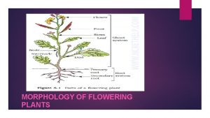 MORPHOLOGY OF FLOWERING PLANTS Morphology is the name