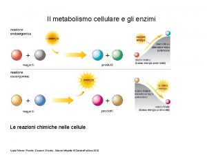 Il metabolismo cellulare e gli enzimi Le reazioni