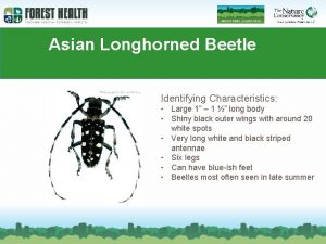 Asian Longhorned Beetle Identifying Characteristics Large 1 1