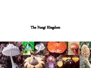 The Fungi Kingdom Mycology fungi singular the study
