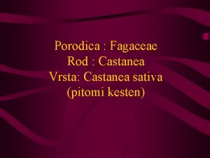 Porodica Fagaceae Rod Castanea Vrsta Castanea sativa pitomi