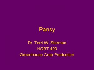 Pansy Dr Terri W Starman HORT 429 Greenhouse
