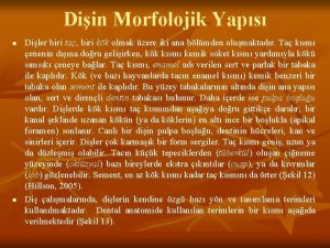 Diin Morfolojik Yaps n n Diler biri ta