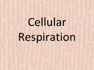 Cellular Respiration Cellular Respiration Cellular respiration breaks down