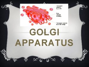 GOLGI APPARATUS STRUCTURE v Unique structure that some
