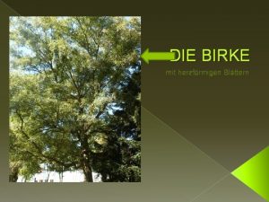 Birke steckbrief
