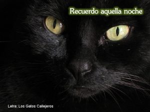 Letra Los Gatos Callejeros Recuerdo aquella noche tranquila