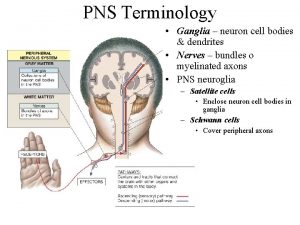 PNS Terminology Ganglia neuron cell bodies dendrites Nerves