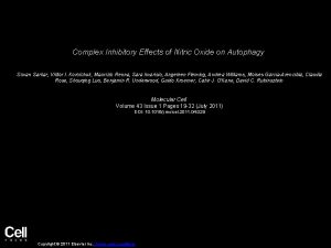 Complex Inhibitory Effects of Nitric Oxide on Autophagy