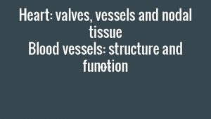 Heart valves vessels and nodal tissue Blood vessels