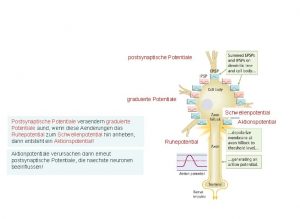 postsynaptische Potentiale graduierte Potentiale Schwellenpotential Postsynaptische Potentiale veraendern