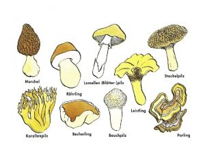 Wild wachsende Pilze Gezchtete Pilze Heimisch und International
