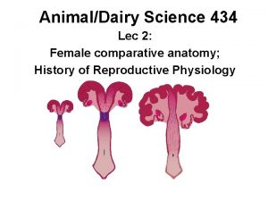 AnimalDairy Science 434 Lec 2 Female comparative anatomy