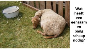 Wat heeft eenzaam en bang schaap nodig Zoek