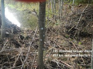 731 removed beaver dams 393 km removed barriers