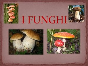I FUNGHI INTRODUZIONE GENERALE Il regno dei funghi