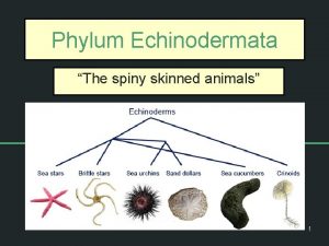 Phylum Echinodermata The spiny skinned animals 1 Echinoderm