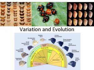 Variation and Evolution What is Variation In any