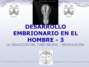 DESARROLLO EMBRIONARIO EN EL HOMBRE 3 LA INDUCCIN