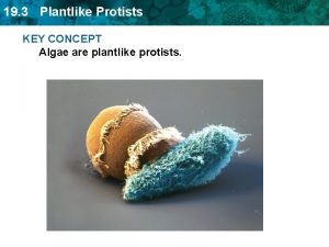 19 3 Plantlike Protists KEY CONCEPT Algae are