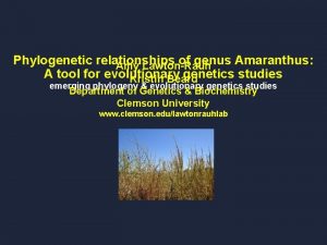 Phylogenetic relationships of genus Amaranthus Amy LawtonRauh A