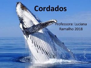 Cordados Professora Luciana Ramalho 2018 Caractersticas gerais dos