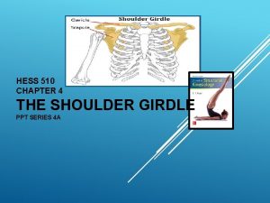 HESS 510 CHAPTER 4 THE SHOULDER GIRDLE PPT