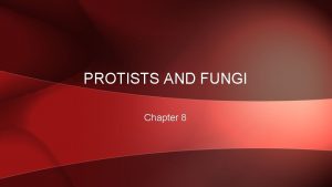 PROTISTS AND FUNGI Chapter 8 WHAT ARE PROTISTS