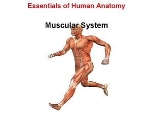 Essentials of Human Anatomy Muscular System Introduction There