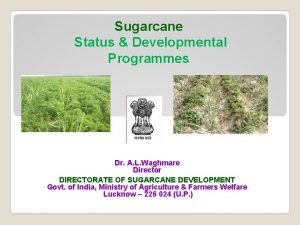 Sugarcane Status Developmental Programmes Dr A L Waghmare