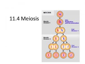 11 4 Meiosis Chromosome Number Chromosomesthose strands of