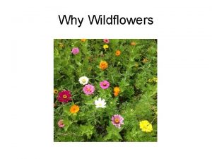 Why Wildflowers Pollinators need food too 70 of