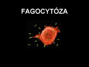 FAGOCYTZA Fagocytza je proces pohlcen a degradace stic