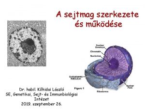 A sejtmag szerkezete s mkdse Dr habil Khidai