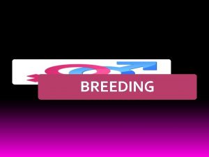 BREEDING BREEDING Poultry breeding dalam produksi ternak unggas