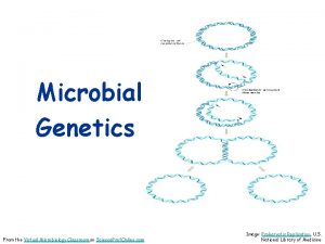 Microbial Genetics From the Virtual Microbiology Classroom on