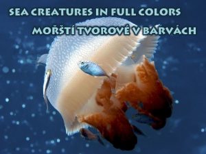 sea creatures in full colors Mot tvorov v