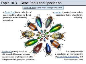 Topic 10 3 Gene Pools and Speciation Essential