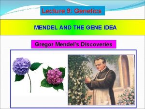Lecture 9 Genetics MENDEL AND THE GENE IDEA