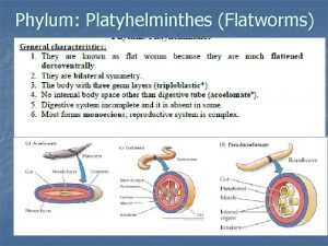 Phylum Platyhelminthes Flatworms Phylum Platyhelminthes n Unlike other