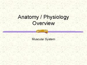 Anatomy Physiology Overview Muscular System Muscular System Without