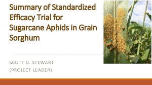 Summary of Standardized Efficacy Trial for Sugarcane Aphids