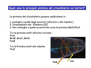 Quali sono le principali proteine del citoscheletro nei